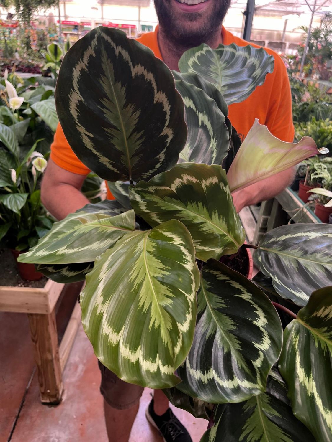 Calatea Medaglione, Calathea Roseopicta Medallion - vaso Ø19 cm