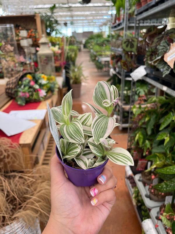 Tradescantia Unicorn , Erba Miseria, Tradescanzia - vaso Ø7cm