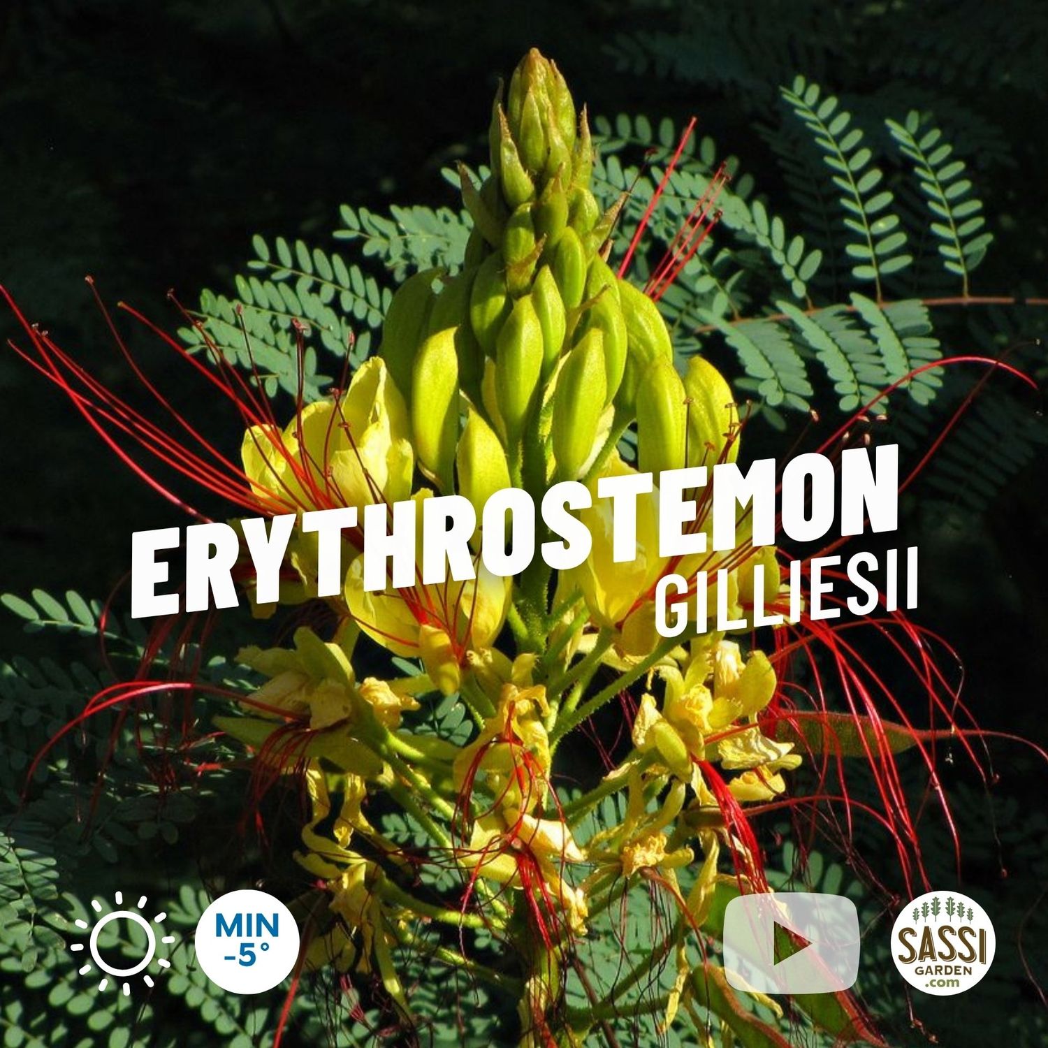 Cesalpina, Erythrostemon gilliesii, Caesalpinia gilliesii, poinciana gialla, Uccello del Paradiso, Albero del fuoco - vaso 24 cm, h 75-85 cm