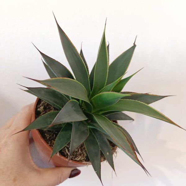 Agave &#39;Shaka Zulu Koko&#39; -  Agave Shaka Koko Pianta Succulenta, Pianta Grassa -  vaso Ø12 cm