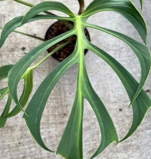 Monstera &#39;Burle Marx Flame&#39;- vaso Ø6 cm