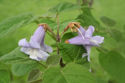 PAULOWNIA TOMENTOSA