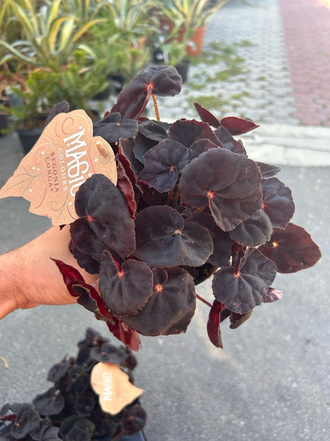 Begonia rex &#39;Conga&#39; - vaso Ø12 cm