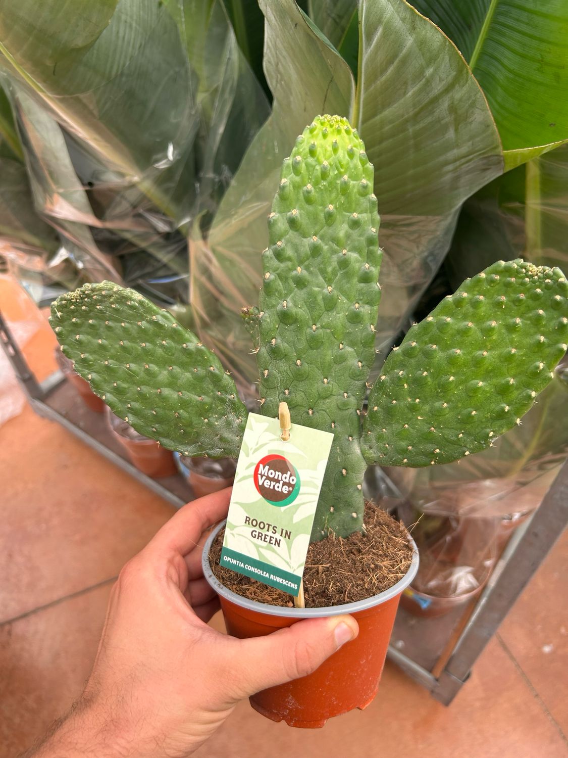 Opuntia Consolea - vaso Ø12 cm