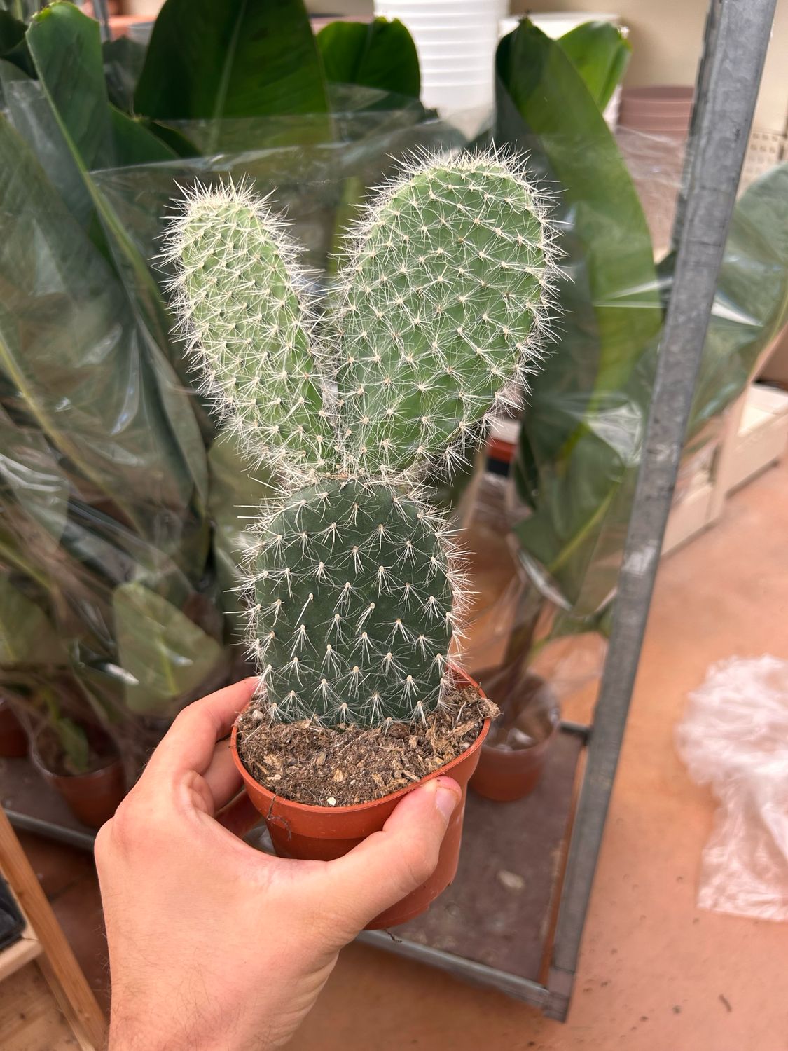 Opuntia pailana - fico d’India di Paila - vaso Ø10 cm