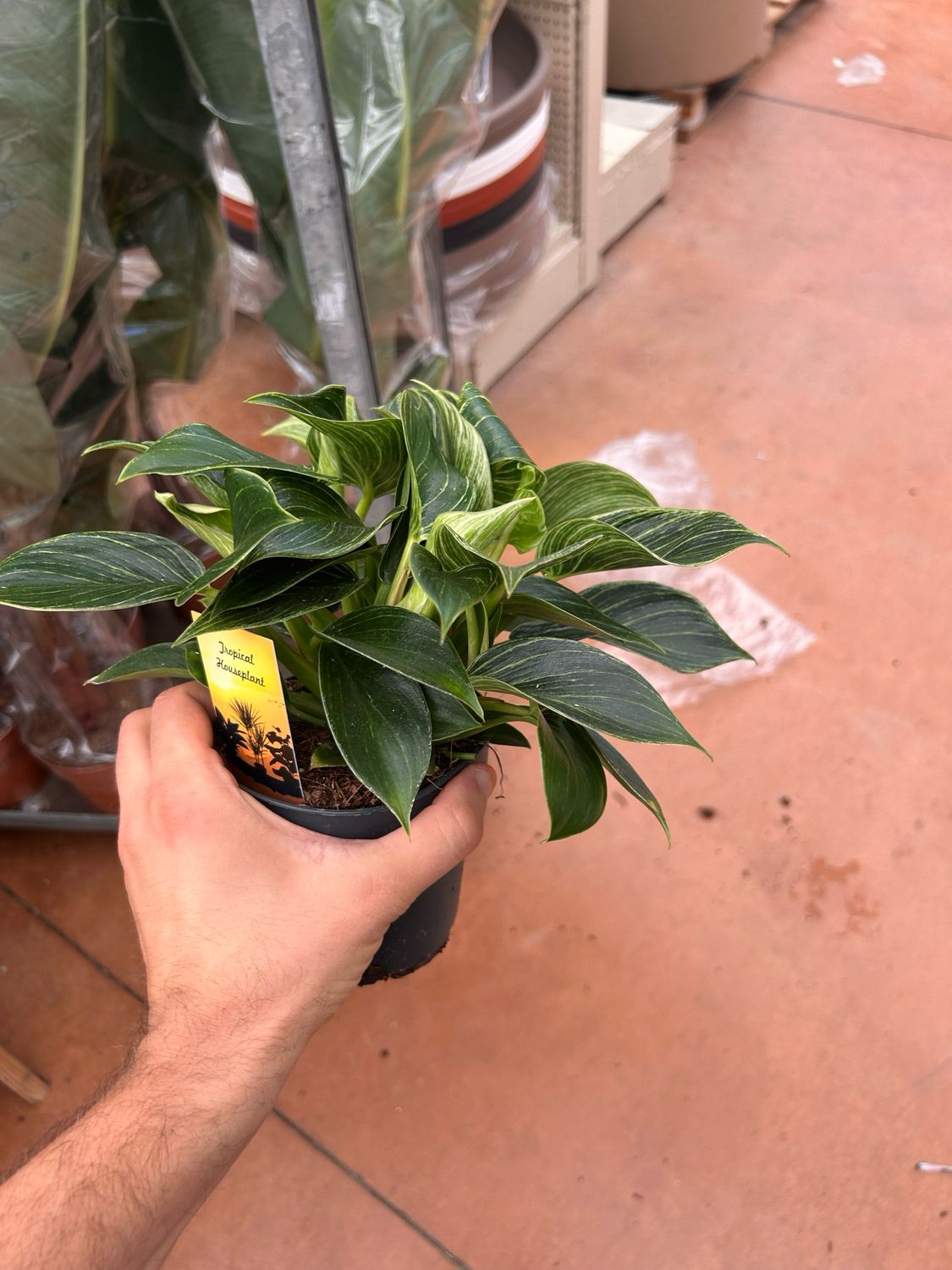 Philodendron Birkin Compactum , Filodendro - vaso Ø14 cm