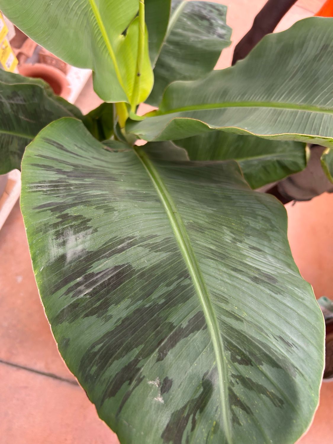 Musa acuminata &#39;Dwarf Cavendish&#39;, Banana, Banano da interni - vaso Ø24 cm h 120