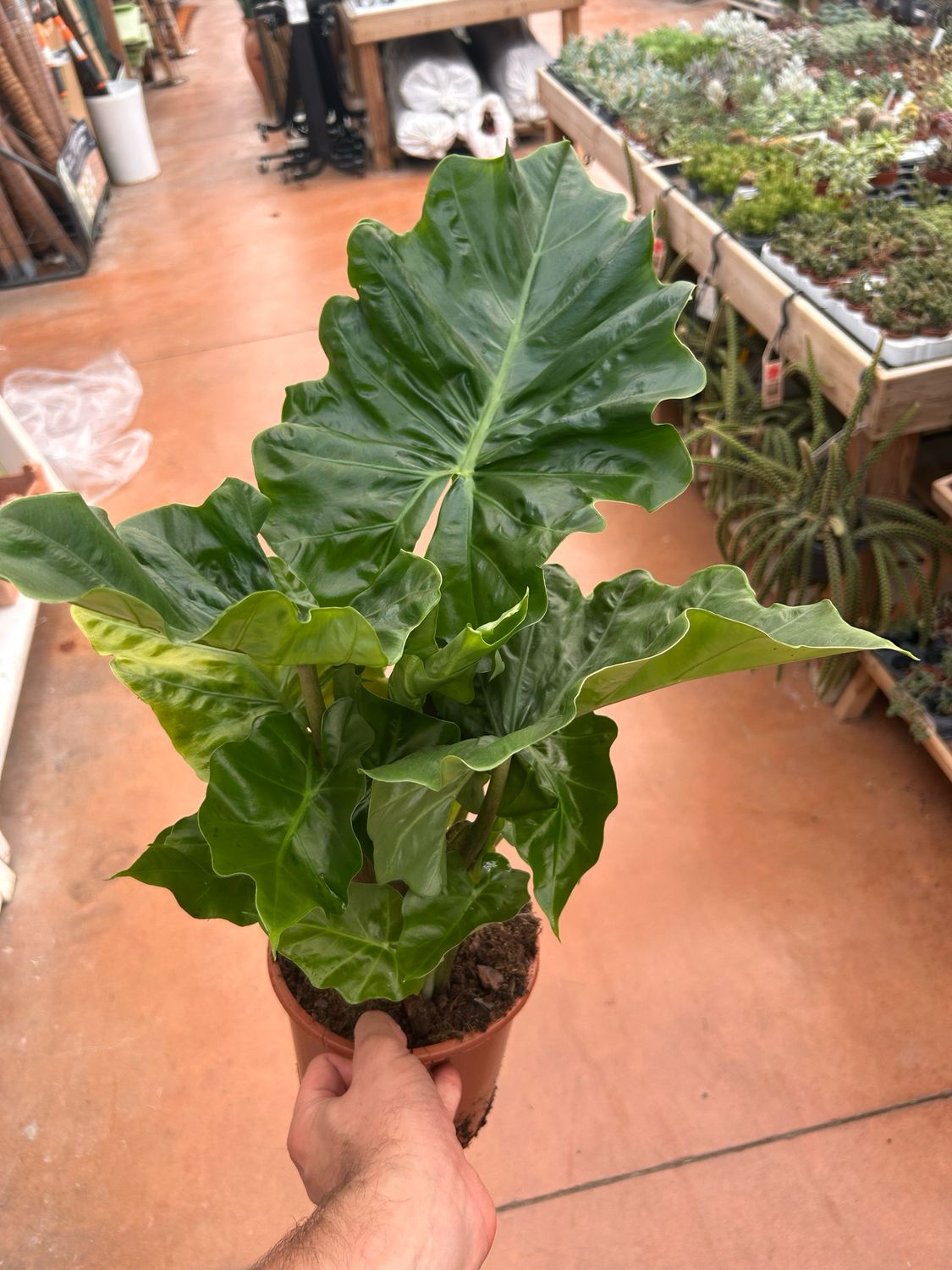 Alocasia &#39; Low Rider &#39; - vasoØ17 cm