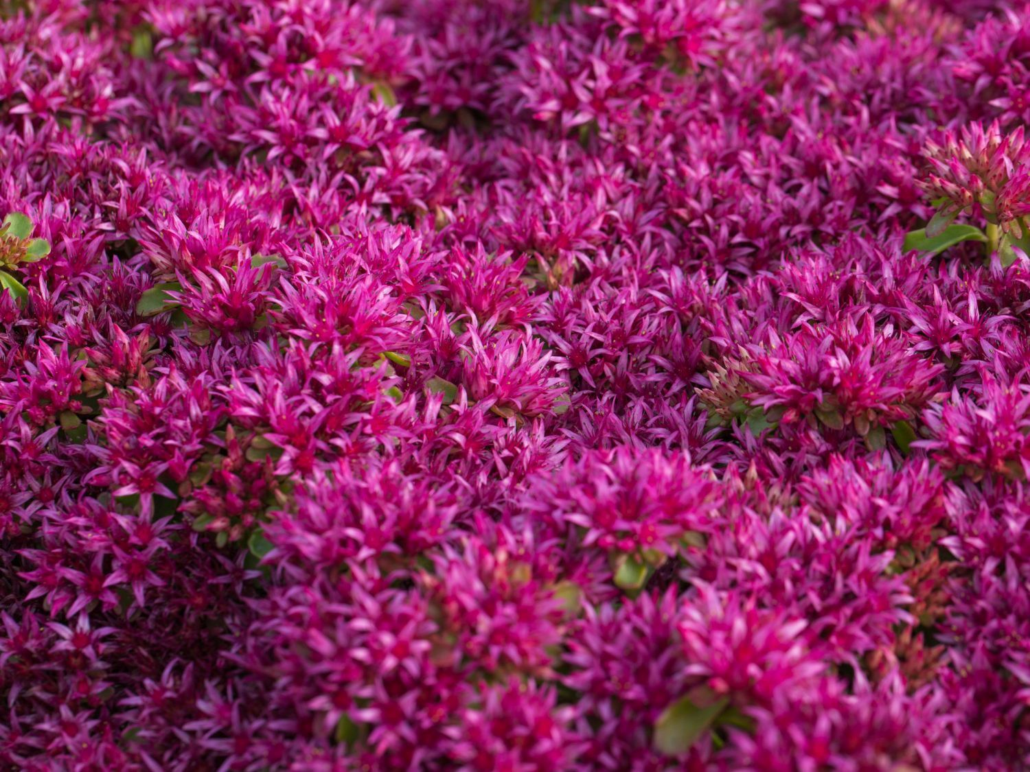 Sedum spurium &#39;Schorbuser blut&#39; - vaso Ø15 cm