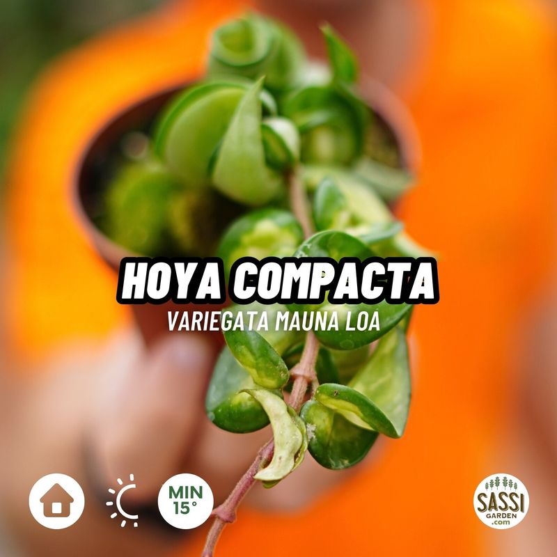 Hoya compacta variegata &#39;Mauna Loa&#39; CORTA 6-7 cm - vaso Ø10,5 cm