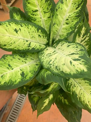 Dieffenbachia seguine &#39;Verlee&#39; - vaso Ø17 cm