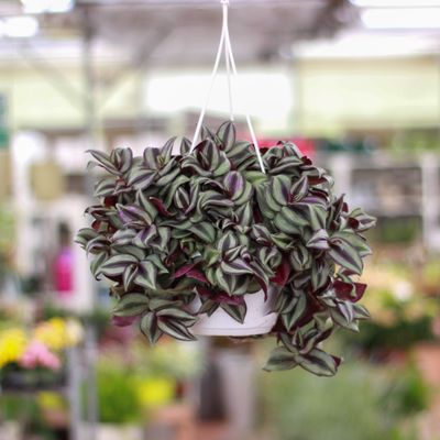 Tradescantia Zebrina Violet, Erba miseria, Tradescanzia - basket Ø16 cm
