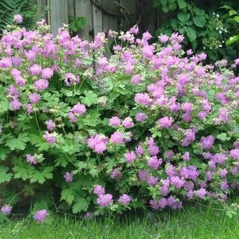 Geranio di Cambdrige, Geranium x cantabrigiense 'Cambridge' - vaso Ø12 cm Geranio di Cambdrige, Geranium x cantabrigiense 'Cambridge' - vaso Ø12 cm