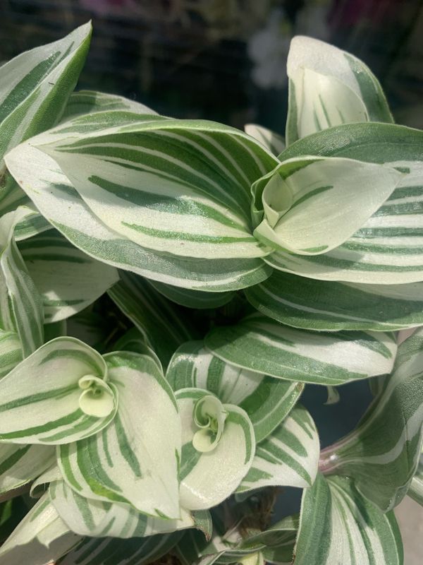 Tradescantia Brightness, Erba Miseria, Tradescanzia - vaso Ø12 cm