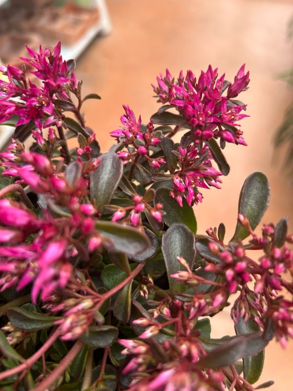 Sedum spurium &#39;Spot on Pink&#39; - vaso Ø14 cm