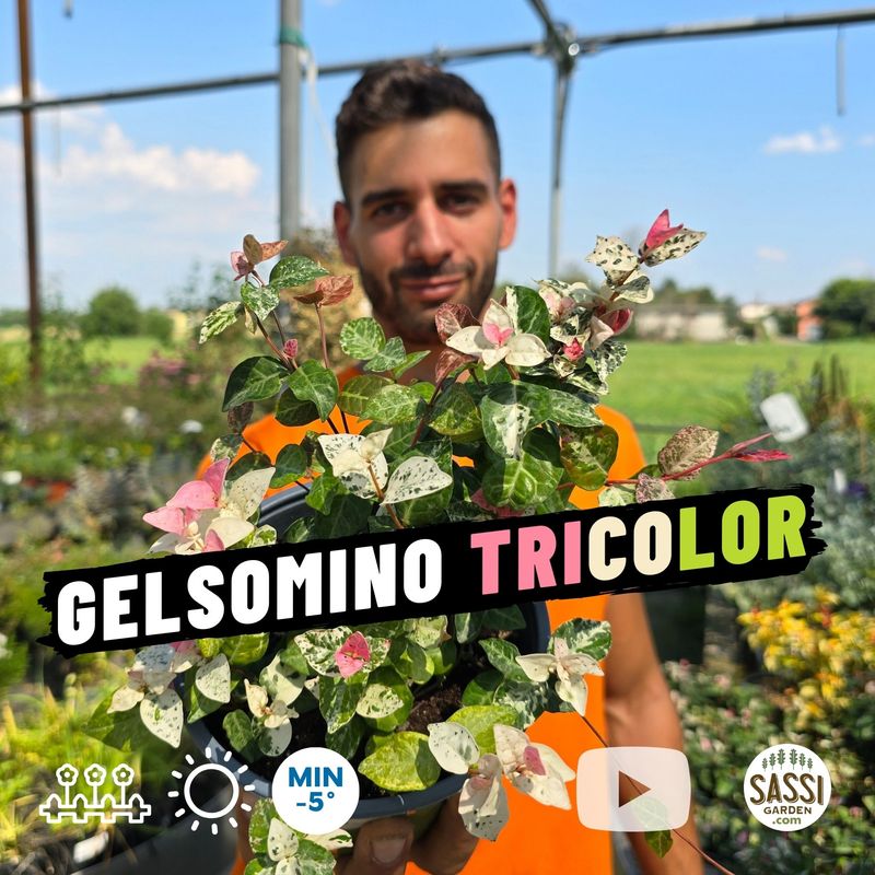 Falso Gelsomino Tricolore, Trachelospermum jasminoides Asiaticum Tricolor - vaso Ø14 cm