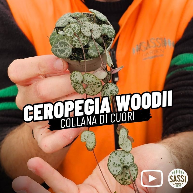 Ceropegia Woodii, Collana di Cuori, String of Hearts, Collana d&#39;Amore - vaso Ø6 cm