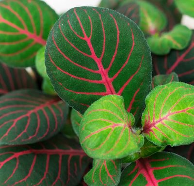 Fittonia &#39;Bubble Red&#39; - vaso Ø8,5 cm