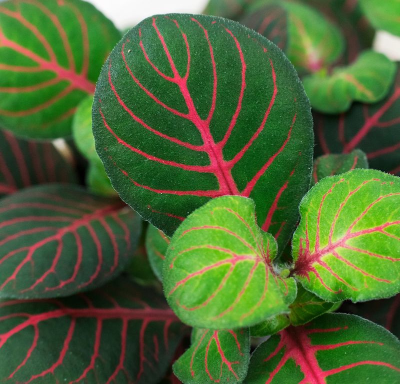Fittonia &#39;Bubble Red&#39; - vaso Ø8,5 cm