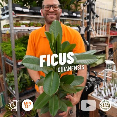Ficus Guianensis - vaso Ø17 cm, h 60 cm