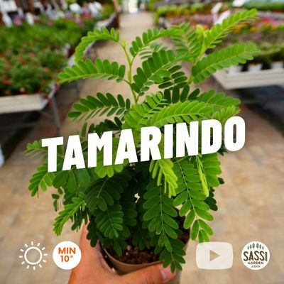 Tamarindo, Tamarindus indica - vaso Ø13 cm