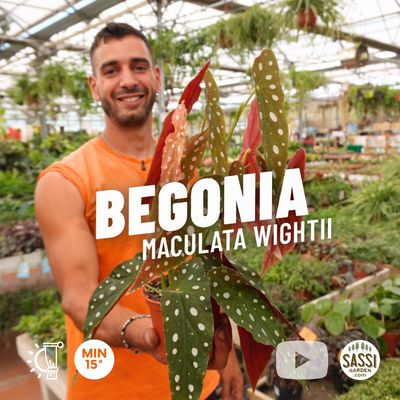 Begonia Maculata 'Wightii' o Silverspot - vaso Ø12 cm Begonia Maculata 'Wightii' o Silverspot - vaso Ø12 cm