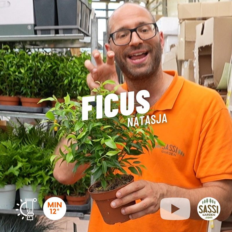 Ficus benjamina &#39;Natasja&#39; - vaso Ø12 cm