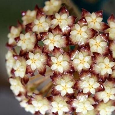 Hoya clemensiorum 'Sumatra' - vaso Ø10,5 cm