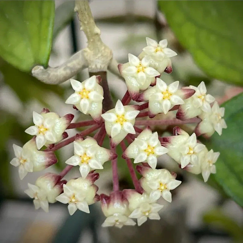Hoya finlaysonii &#39;Sarawak&#39; - vaso Ø10,5 cm