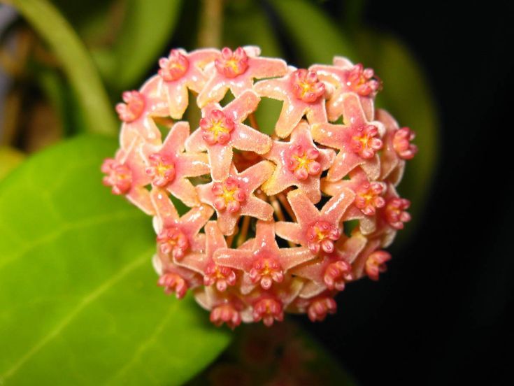 Hoya champorifolia &#39;Pink&#39;, Fiore di Cera - vaso Ø12 cm