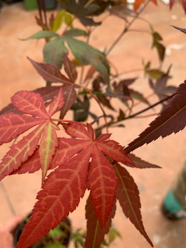 Acer palmatum &#39;Atropurpureum&#39;, Acero Giapponese Palmato Rosso - vaso Ø10 cm H 35cm