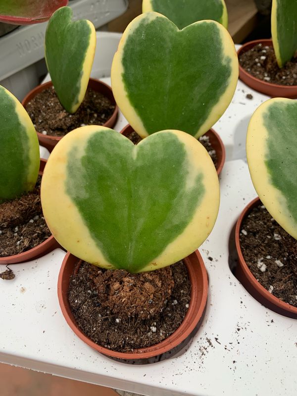 Hoya Kerrii Variegata, Albomarginata, Pianta del Cuore - vaso Ø6 cm