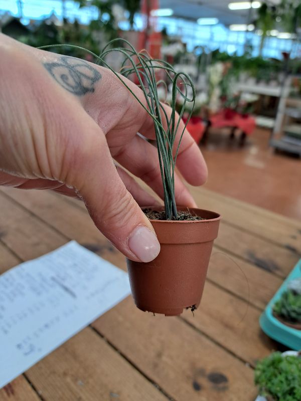 Albuca spiralis, Cipolla delle frattaglie - vaso Ø5.5 cm