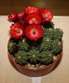 Echinocereus inermis - vaso Ø5 cm