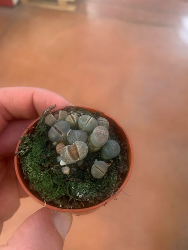 10 Piante Grasse Lithops (Pietre Viventi) 1,2-1,5 Cm – Originali Per Giardino E Casa