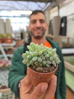Echeveria Apus Crestata - vaso Ø5,5 cm