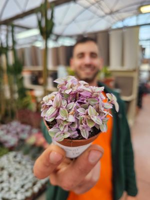 Callisia Repens 'Magic Pink Rosato', Tradescantia Pink Panther - vaso Ø5,5 cm