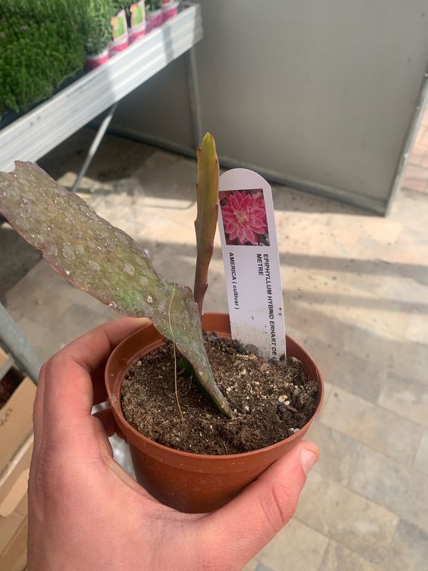 Lingua di suocera, Epiphyllum &#39;Erhart de la Metre&#39; - vaso Ø10,5 cm (fiore doppio rosa)