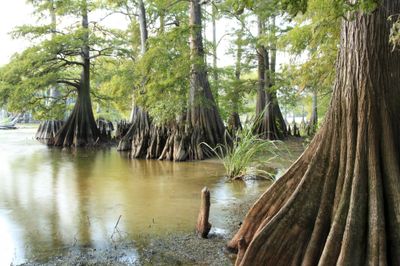Taxodium distichum, Cipresso Calvo/Cipresso delle Paludi - Pianta h 130cm vaso 3 litri Albero