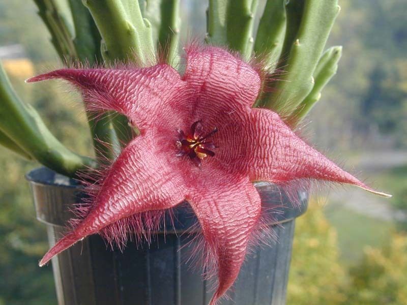 Stapelia Hirsuta - vaso Ø5,5 cm