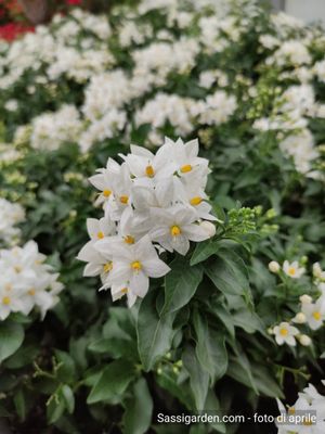 Solanum jasminoides, Gelsomino di notte - vaso Ø13 cm