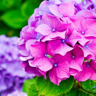 Ortensia, Hydrangea macrophylla - vaso Ø18 cm