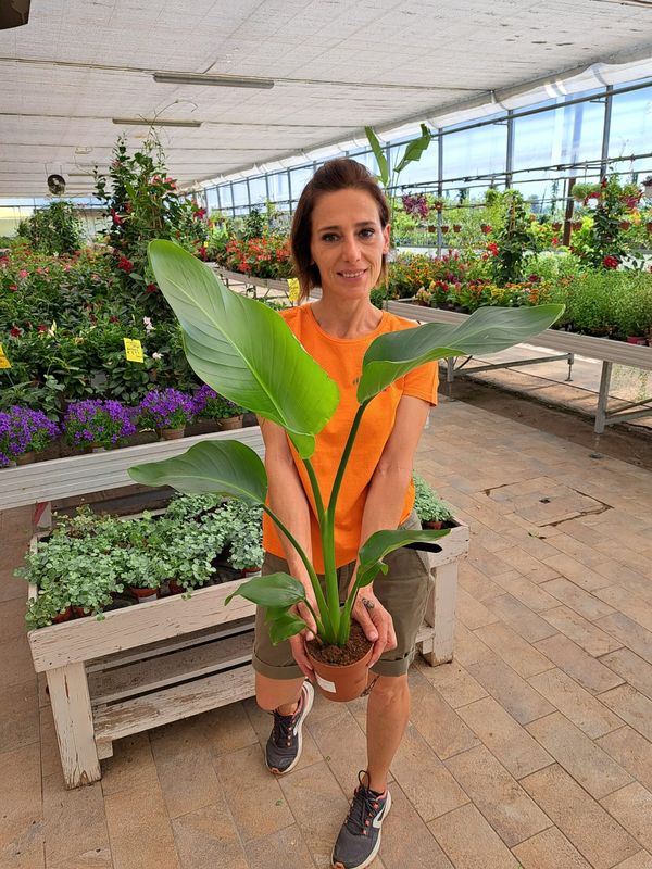 Strelitzia Nicolai, Strelizia, Uccello del paradiso gigante, Falso Banano - vaso Ø13 cm,
