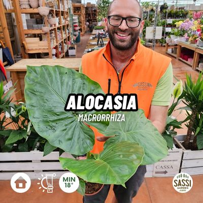 Alocasia macrorrhizos, Alocasia macrorrhiza, Orecchio di elefante, Alocasia Gigante - vaso Ø17 cm, h 60 cm