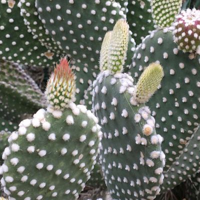 Opuntia Microdasys Albispina, Fico d&#39;India Peloso - vaso Ø5,5 cm