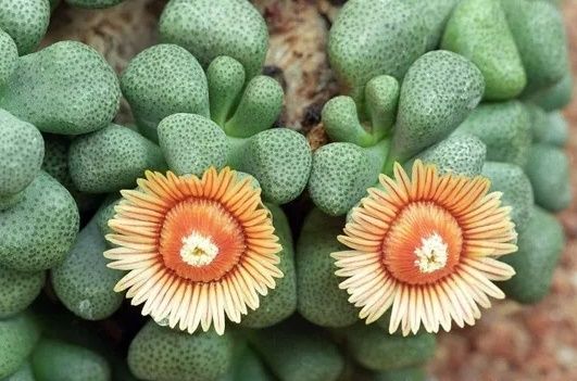 Aloinopsis schooneesii - vaso Ø8.5 cm
