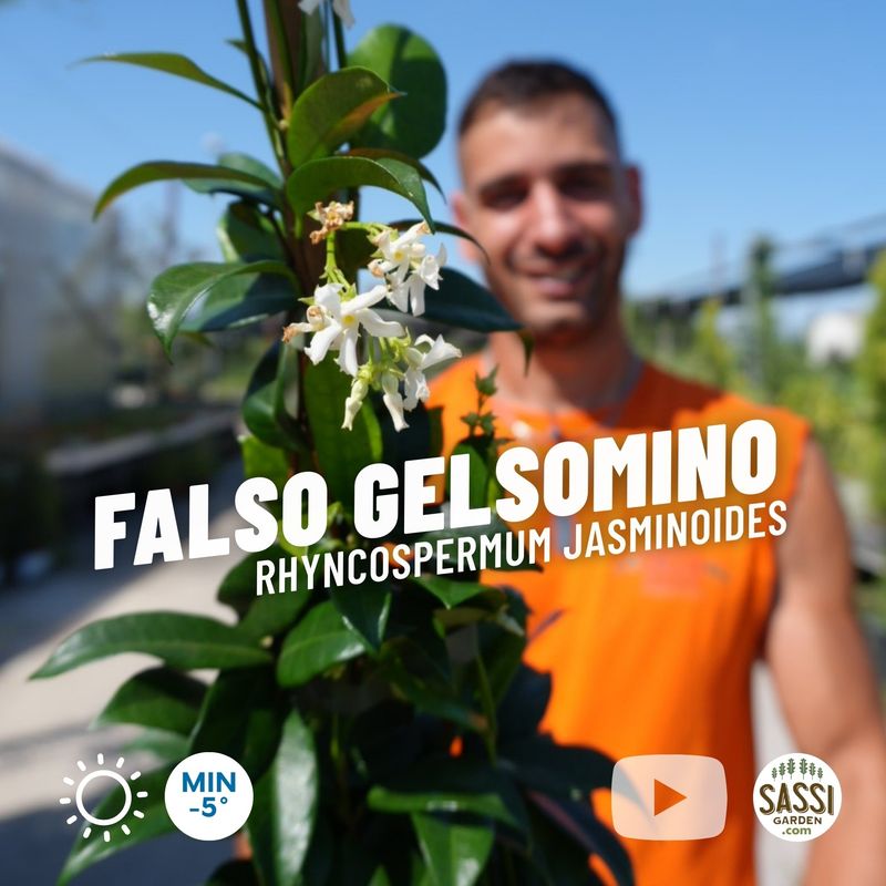 Falso Gelsomino, Rincospermo, Rhyncospermum jasminoides, Trachelospermum jasminoides, FIORE BIANCO - vaso Ø18 cm, h 100cm, 1 canna