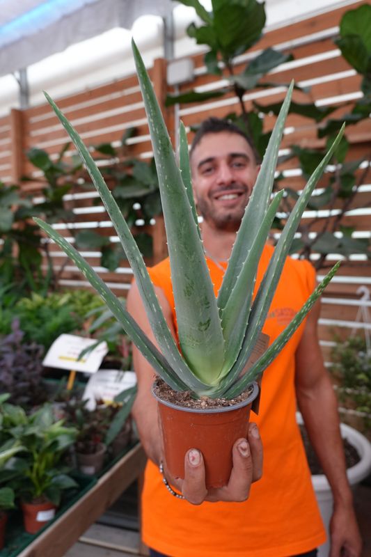 Aloe Vera - vaso Ø12 cm