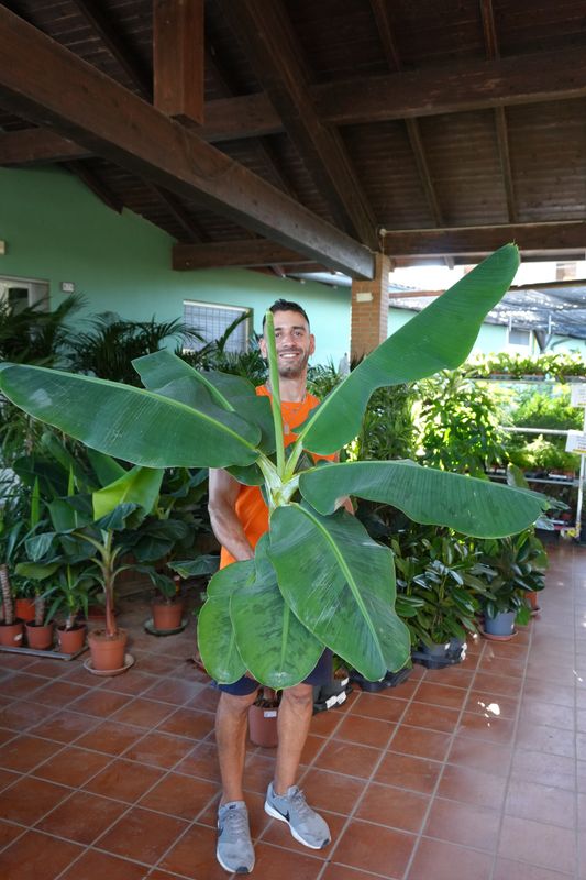 Musa acuminata &#39;Dwarf Cavendish&#39;, Banana, Banano da interni - vaso Ø24 cm h 120