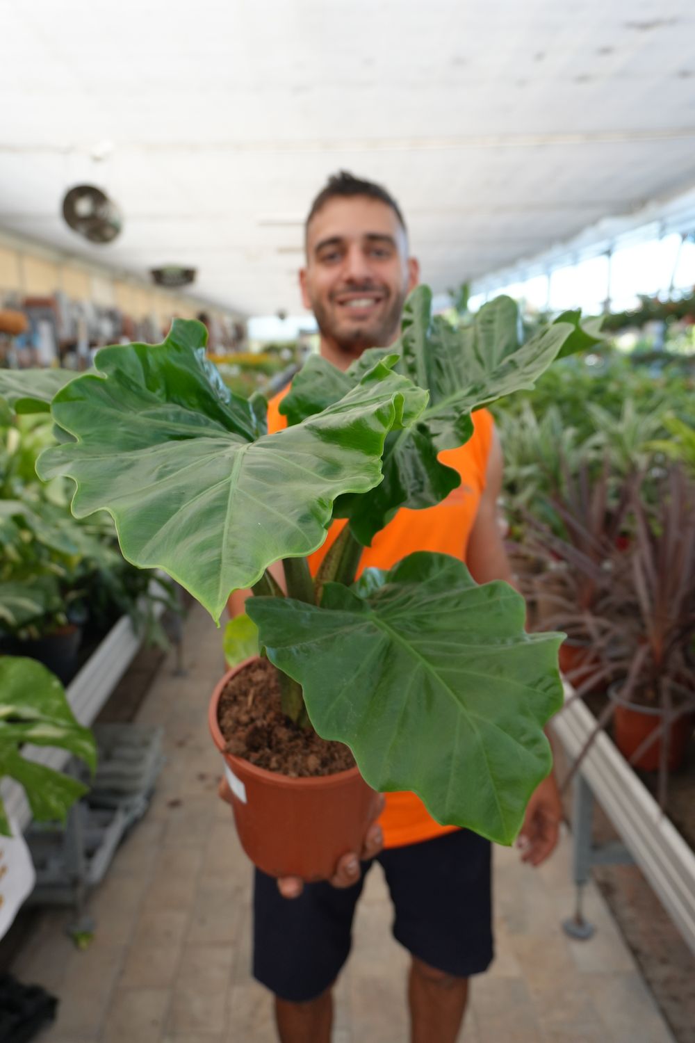 Alocasia &#39;Low Rider&#39; - vaso Ø17 cm